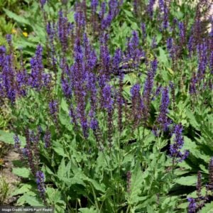 Meadow Sage (Salvia Nemorosa) – Blue By You – #2 Container
