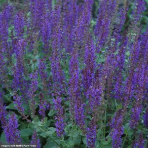 Meadow Sage (Salvia Nemorosa) – May Night – #2 Container