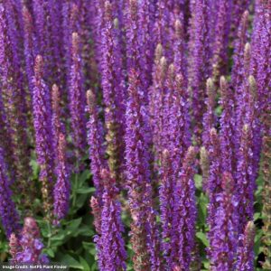 Meadow Sage (Salvia Nemorosa) – East Friesland – #1 Container