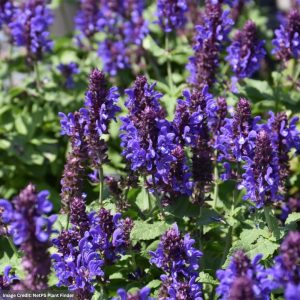 Meadow Sage (Salvia Nemorosa) – Blue Marvel – #1 Container