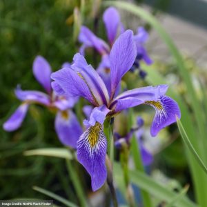 Blue Flag Iris (versicolor) - Purple Flame - #1 Container