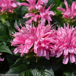 Bee Balm (Monarda) – Electric Neon Pink – #1 Container