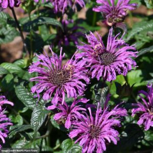 Bee Balm (Monarda) – Lavender Taffeta – #1 Container