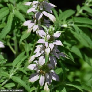 Spotted Beebalm (Monarda Punctata) – #1 Container