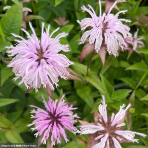 Eastern Bee Balm (Monarda Bradburiana) – #1 Container