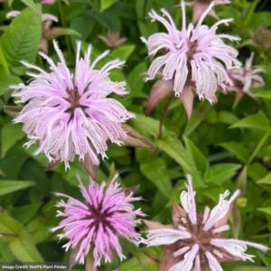 Eastern Bee Balm (Monarda Bradburiana) – 3.25″ Pot