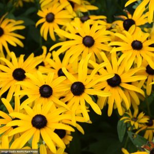 Black Eyed Susan (Rudbeckia) – Deam’s