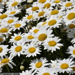Shasta Daisy (Leucanthemum) – Becky – #1 Container