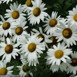 Shasta Daisy (Leucanthemum) - Alaska - #1 Container