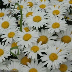 Shasta Daisy (Leucanthemum) - Snow Lady - #1 Container