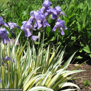 Sweet Iris - Golden Variegated