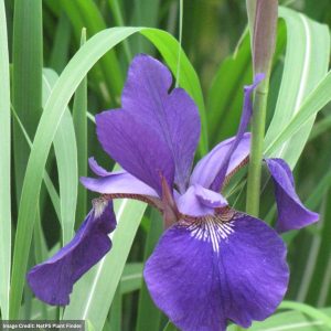 Siberian Iris – Caesars Brother – #1 Container