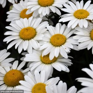Shasta Daisy (Leucanthemum) – Snowcap – #1 Container