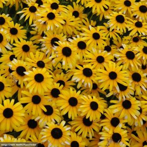 Black-Eyed Susan (Rudbeckia) – Viette’s Little Suzy – #1 Container