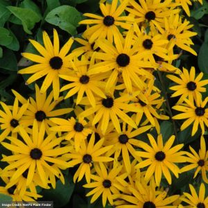 Black Eyed Susan (Rudbeckia fulgida) - Early Bird Gold - #1 Container