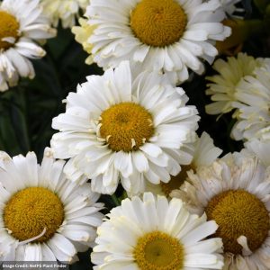 Shasta Daisy (Leucanthemum) – Realflor® Real Dream – #1 Container