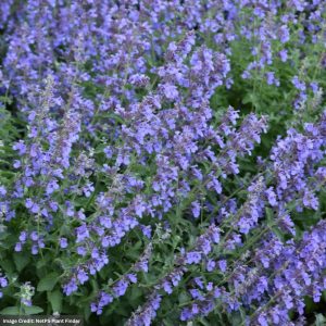 Catsmint (Nepeta Faassenii) – Cat’s Meow – #1 Container