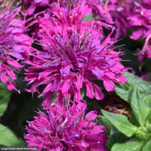 Bee Balm (Monarda) – Grape Gumball – #1 Container