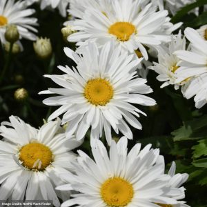 Shasta Daisy (Leucanthemum) - Whoops-A-Daisy - #1 Container