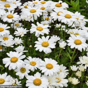 Shasta Daisy (Leucanthemum) - Sweet Daisyâ„¢ Christine - #1 Container