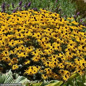Black Eyed Susan (Rudbeckia Fulgida) – Goldblitz – #1 Container
