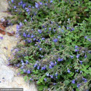 Catmint (Nepeta) - Kit Kat - #1 Container
