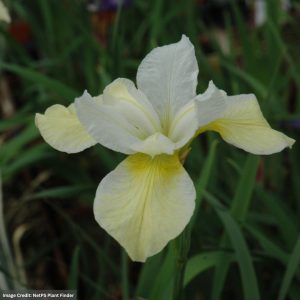 Siberian Iris - Butter and Sugar - #1 Container