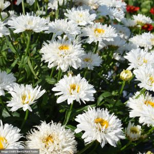 Shasta Daisy (Leucanthemum) - Sweet Daisyâ„¢ Rebecca - #1 Container
