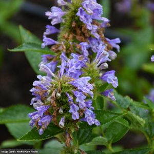 Catmint (Nepeta) - Prelude™ Purple - #1 Container