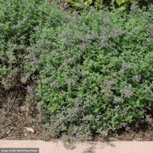 Catsmint (Nepeta Faassenii) – Junior Walker – #2 Container