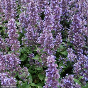 Catmint (Nepeta) – Whispurr™ Blue – #1 Container