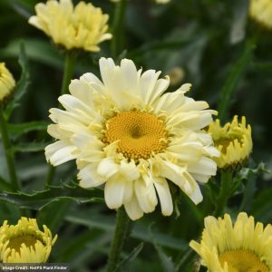 Shasta Daisy (Leucanthemum) - Sweet Daisyâ„¢ Izabel - #1 Container