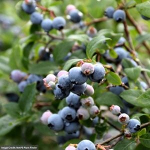 Blueberry Highbush – Bluejay – #2 Container