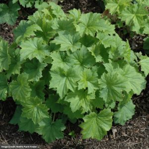 Coral Bells (Heuchera) – Autumn Bride – 3.25″ Pot