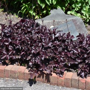 Coral Bells (Heuchera) – Obsidian – #1 Container