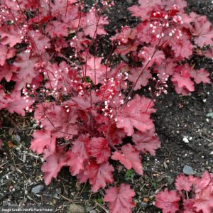 Coral Bells (Heuchera) – Fire Chief – #1 Container
