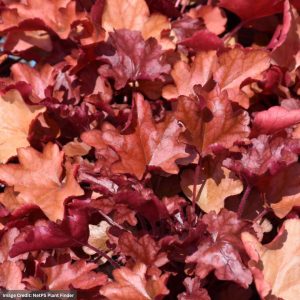 Coral Bells (Heuchera) – Fire Alarm – #1 Container