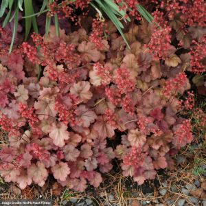 Coral Bells (Heuchera) - Cherry Cola - #1 Container