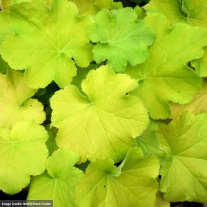 Coral Bells (Heuchera) – Guacamole – #1 Container