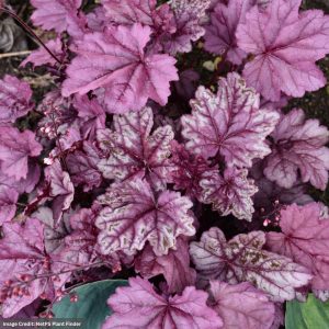 Coral Bells (Heuchera) – Pink Panther – #1 Container