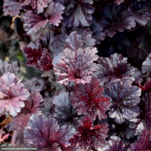Coral Bells (Heuchera) – Black Sea – #1 Container