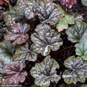 Coral Bells (Heuchera) – Steel City – #1 Container