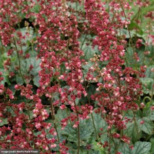 Coral Bells (Heuchera) - Berry Timeless - #1 Container