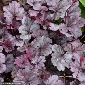 Coral Bells (Heuchera) – Smoke And Mirrors – #1 Container