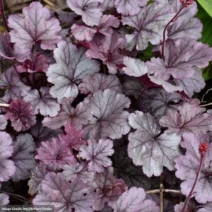 Coral Bells (Heuchera) – Smoke And Mirrors – #1 Container