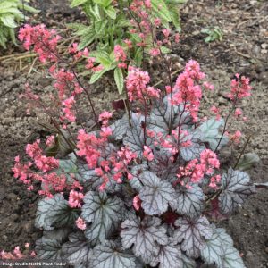 Coral Bells (Heuchera) – Timeless Treasure – #1 Container