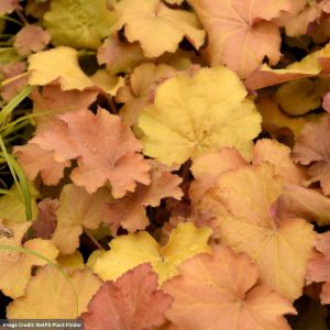 Coral Bells (Heuchera) - Caramel - #1 Container