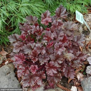Coral Bells (Heuchera) - Dark Secret - #1 Container
