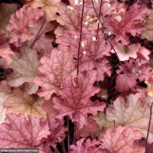 Coral Bells (Heuchera) - Ginger Peach - #1 Container