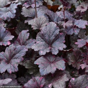 Coral Bells (Heuchera) – Midnight Rose – #1 Container